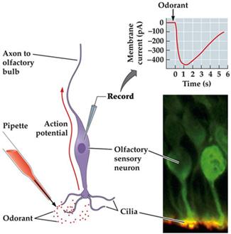 Diagram of olfactory signal transduction, showing odorant binding, action potential generation, and cilia structure
