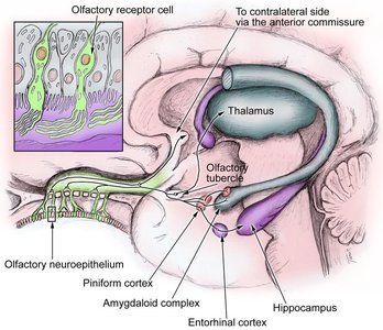 Olfactory pathway showing projections from the olfactory bulb to the cortex, amygdala, and hippocampus