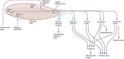 Diagram of olfactory bulb and tract projections to various brain regions