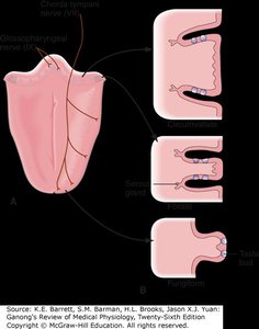 Diagram of tongue showing distribution of different papillae types and taste buds