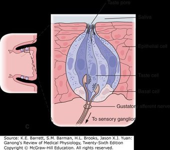 Structure of a taste bud showing gustatory, supporting, and basal cells