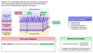Membrane permeability and diffusion
