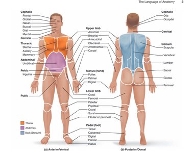 Body regions and surface anatomy landmarks