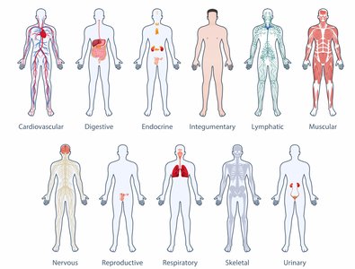 Overview of the 11 human organ systems