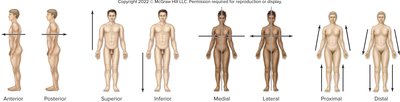 Directional terms: anterior, posterior, superior, inferior, medial, lateral, proximal, distal