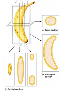 Examples of anatomical sections using a banana