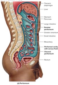 Layers of the peritoneum and peritoneal cavity
