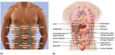 Abdominopelvic regions and associated organs