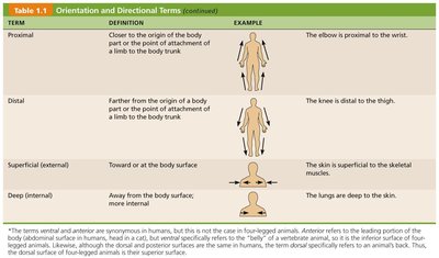 Orientation and Directional Terms Table 1.1 (3 of 3)