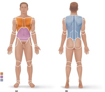 Anatomical position and regional terms