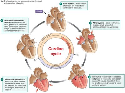 Anatomy & Physiology Study Guide: Cardiovascular Physiology | Notes