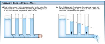Strong Flow Degrease Like Flowing Fluid Anatomy & Physiology Study Guide: Cardiovascular Physiology | Notes