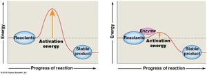 Activation energy with and without enzyme