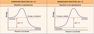 Exergonic and endergonic reaction energy diagrams