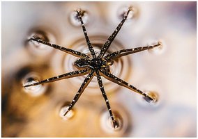 Surface tension of water