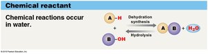 Water as a chemical reactant
