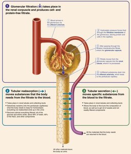 Diagram of filtration, reabsorption, and secretion in the nephron