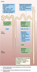 Parathyroid hormone effect on renal tubule