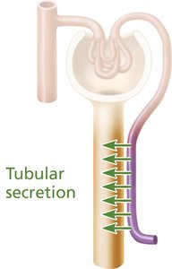 Tubular secretion in nephron