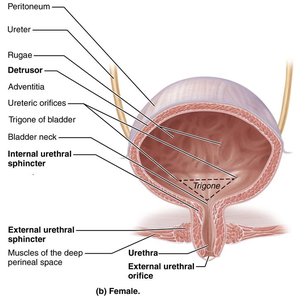 Anatomy of the female urinary bladder