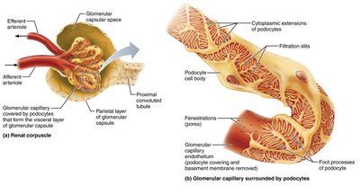 Structure of the renal corpuscle and filtration membrane
