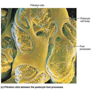 Filtration slits between podocyte foot processes