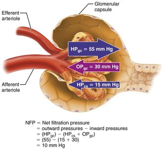Pressures affecting glomerular filtration
