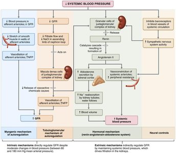Regulation of GFR and systemic blood pressure