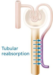 Tubular reabsorption diagram