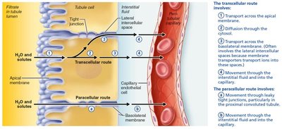 Transcellular and paracellular routes of reabsorption