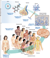 Diagram of levels of organization in the body