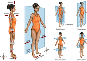 Body planes and directional terms