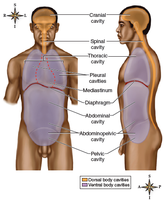 Major body cavities