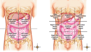 Abdominopelvic quadrants and regions