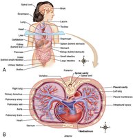 Organs of the major body cavities