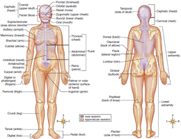 Axial and appendicular regions of the body