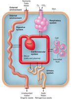 Diagram of the body's internal environment