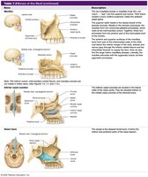Table of facial bones: maxillae, vomer