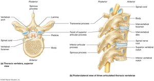 Basic structure of vertebrae