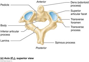 Axis vertebra (C2)
