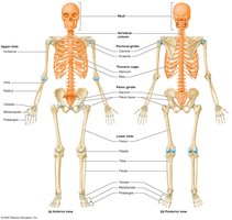 Divisions of the skeletal system: axial and appendicular skeleton