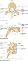 Thoracic vertebrae