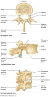 Lumbar vertebrae