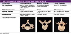 Comparison of cervical, thoracic, and lumbar vertebrae