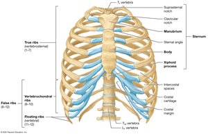 The thoracic cage, anterior view