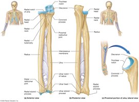 The bones of the forearm: radius and ulna