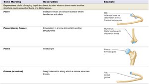 Table of bone depressions: facet, fossa, groove
