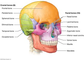Basic structure of the skull: cranial and facial bones