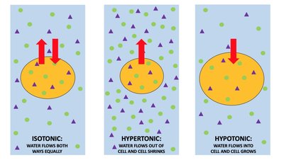 Diagram of isotonic, hypertonic, and hypotonic solutions and their effects on cells