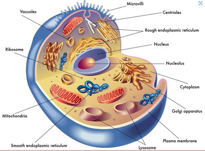 Labeled diagram of a eukaryotic cell with organelles